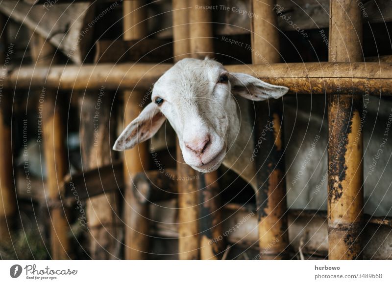 traditionelle Ziegenhaltung. Hausziege Tier Viehbestand Säugetier Bauernhof Tierporträt schön Tiere eingezäunt Gehege Viehhaltung Nutztier Viehzucht