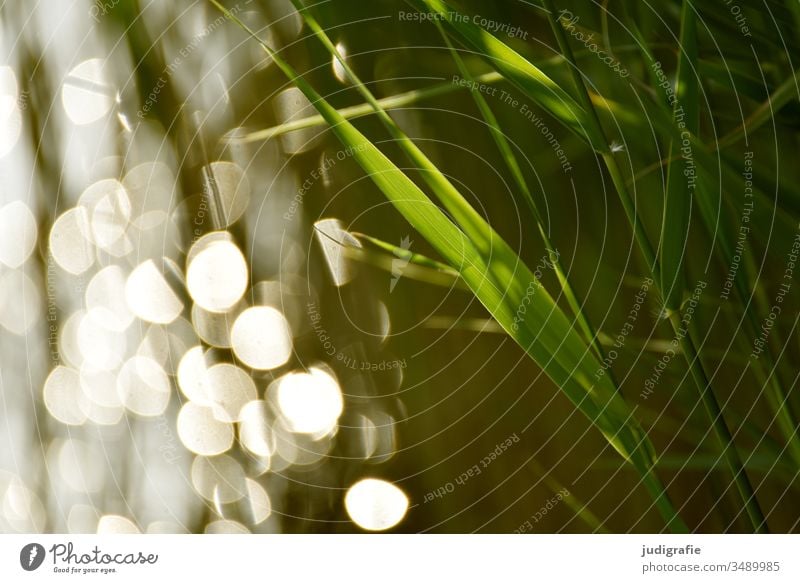 Schilf und Licht Schilfgras Wasser Lichtpunkte Gras grün Stimmung Sommer Natur See ufer Außenaufnahme Farbfoto Reflexion & Spiegelung ruhig