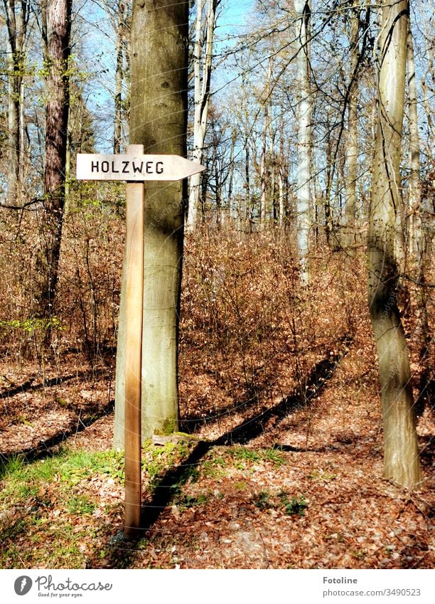 Da war ich wohl auf dem Holzweg ;-) - oder ein Wegweiser mit der Aufschrift Holzweg in einem Wald im Frühling. Auf dem Waldboden liegt noch das restliche Herbstlaub.