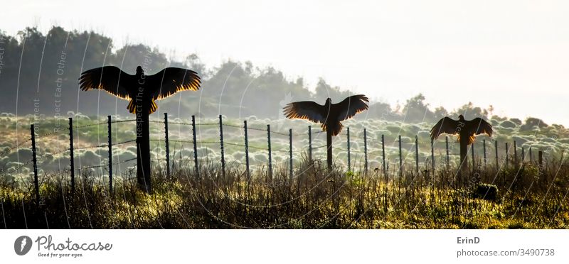 Drei Truthahngeier oder Bussarde breiten Flügel am Zaun aus Geier Truthahnbussard Kalifornien Morgen Licht Sonnenaufgang Silhouette Aufstrich Trio Vögel Vogel
