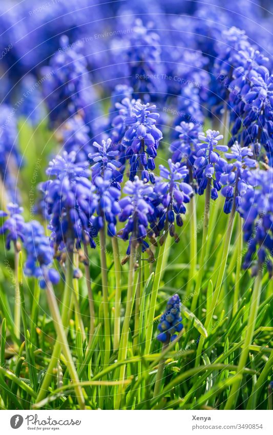 Traubenhyazinthen blau grün Gras Nahaufnahme Schwache Tiefenschärfe Sonnenlicht Menschenleer Frühling Natur Tag Blume Pflanze Farbfoto Frühlingsgefühle