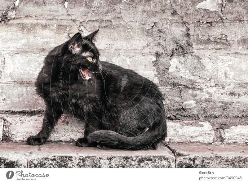 aggressive wütende schwarze Katze sitzt in der Nähe eines alten Hauses und beobachtet Erwachsener Aggression Wut Tier Tier-Thema Baustein braun Gebäude