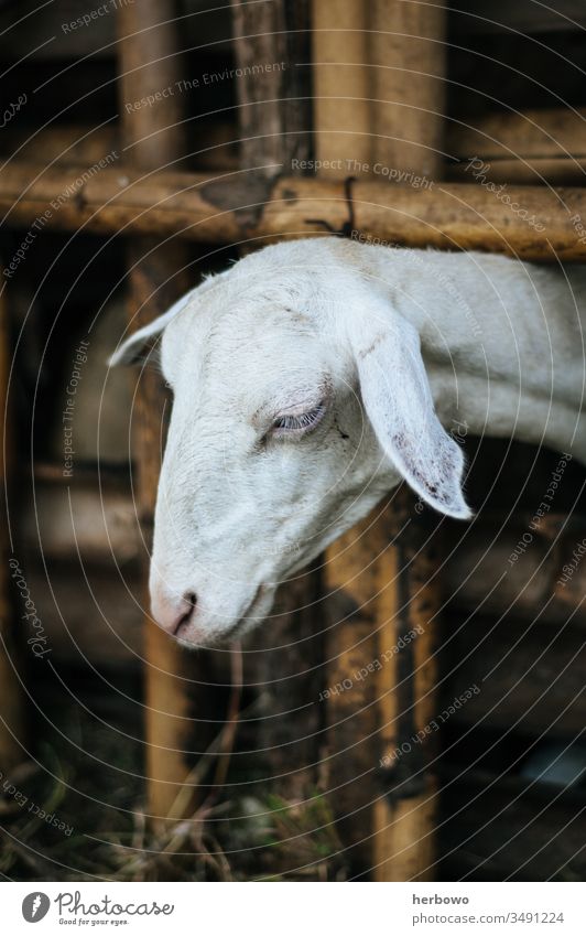 Bild der Ziege im Käfig Hausziege Tier Viehbestand Säugetier Bauernhof Tierporträt schön Tiere eingezäunt Gehege Viehhaltung Nutztier Viehzucht