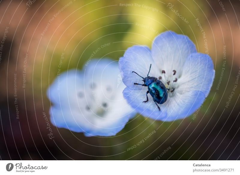Ein Himmelblauer  Blattkäfer krabbelt in der blauen Mohnblüte umher Himmelblauer Blattkäfer blauer Mohn Garten Insekt Pflanze Frühling Blütenblatt Natur
