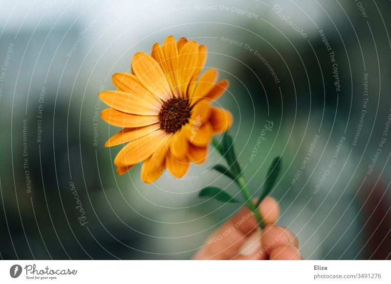 Eine Person die eine orangene Blume Kapkörbchen Kapmargerite in der Hand hält halten Bokeh Natur Textfreiraum Copyspace Frühling Sommer Pflanze Blüte Farbfoto