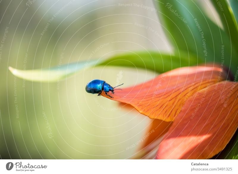 Ein blauer Blattschneider Käfer krabbelt auf dem Blütenblatt einer orangefarbenen Kaiserkrone herum Insekt Tier Blattschneiderkäfer Pflanze Liliengewächs Blau