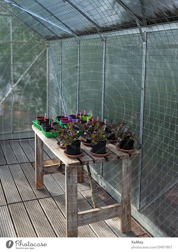 Gewächshaus von innen mit Salat und Jungpflanzen auf einem Holztisch Gärtnern Gemüse Setzlinge Pflanzen Frühling Sämlinge Selbstversorgung urban gardening