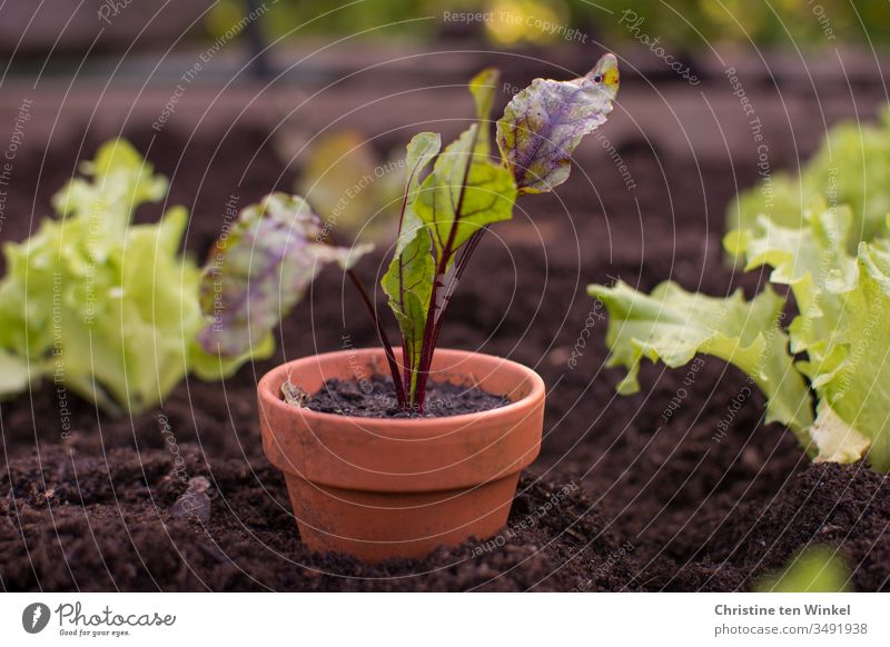 Rote Bete Pflänzchen in einem Tontopf steht in einem Hochbeet zwischen kleinen Salatpflanzen Rote Bete Pflanze junges Gemüse Beet Pflanztopf Frühling Ernährung