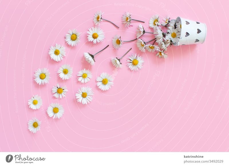 Frühlingskomposition mit weißen Gänseblümchen, die aus einem Eimer fallen Blume romantisch Liebe hellrosa Draufsicht oben Konzept kreativ Tag Dekor