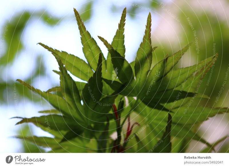 Grüne Blätter des japanischen Ahornbaums mit Himmelshintergrund. Baum Windstille Japanischer Ahorn Frühling grün Natur Blatt Forstwirtschaft Garten Park Pflanze