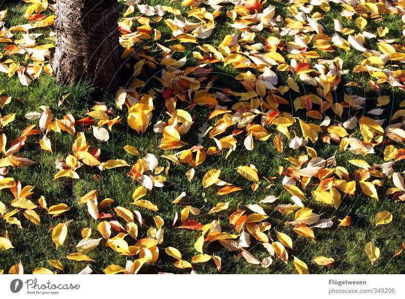 Herbst des Lebens Ausflug Umwelt Natur Landschaft Klima Klimawandel Wetter Wind Pflanze Baum Gras Blatt Senior Seniorenheim Großvater Großmutter Großeltern