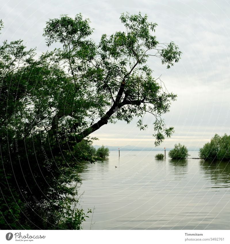 Ein Ort für eine kleine Träumerei? See Bodensee Gewässer sanft Bäume Büsche grün Himmel Wolken Natur Landschaft Berge Ufernähe Schilder & Markierungen