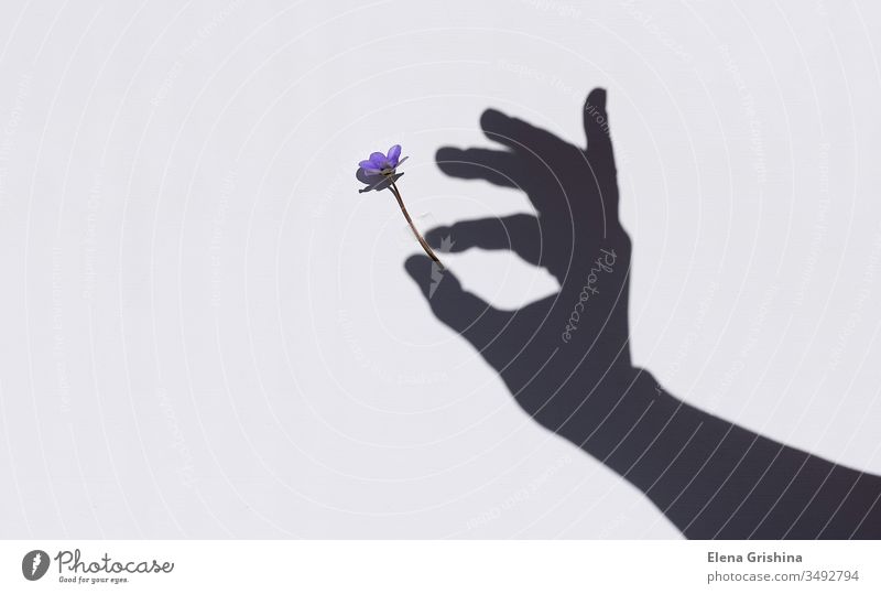 Frühlingsblüte in der Hand einer Frau. Schatten an der Wand. Blume Licht Hintergrund geblümt Konzept Schönheit Sonnenlicht Silhouette schön Blütezeit Symbol