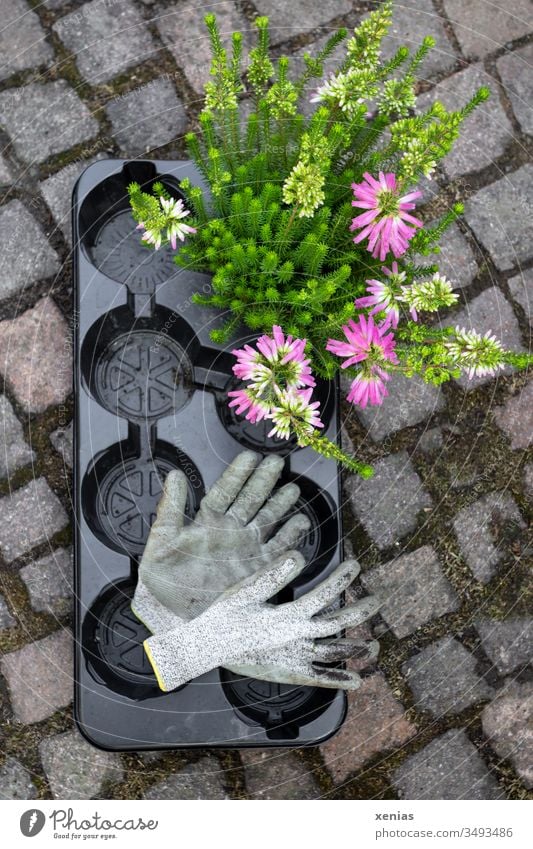 Gartenhandschuhe und Pflanze mit schwarzer Einwegpalette Gartenarbeit Palette Plastik Kunststoff Steine Blume Sommer Handschuhe Freizeit & Hobby einbuddeln