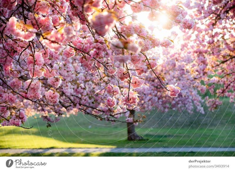 Kirschblüte in Berlin am Fliegeberg Strukturen & Formen pink Sehenswürdigkeit Städtereise Textfreiraum unten Stimmung Farbfoto Sonnenaufgang Außenaufnahme