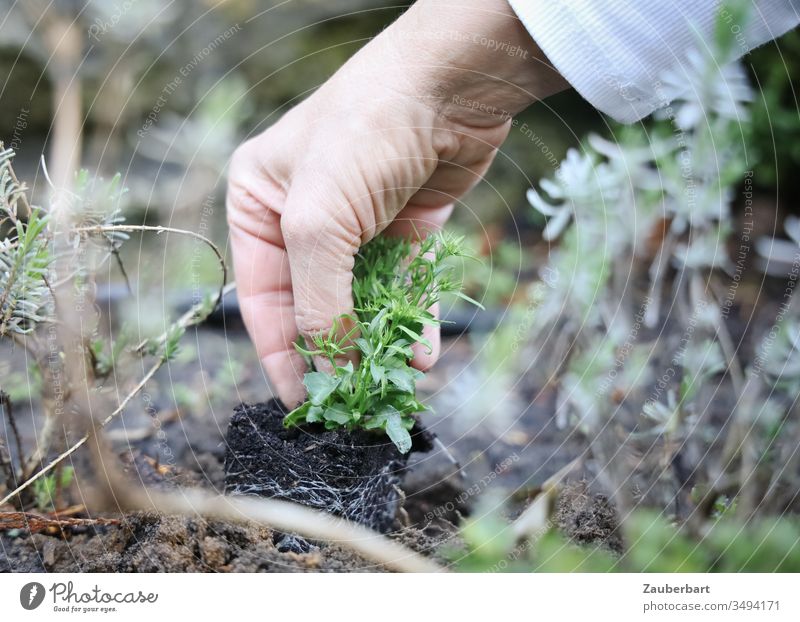 Kleine Pflanze Männertreu wird von Hand einer Gärtnerin behutsam eingepflanzt Lobelie blau einpflanzen Garten Gartenarbeit Erde grün Natur Wachstum Blume