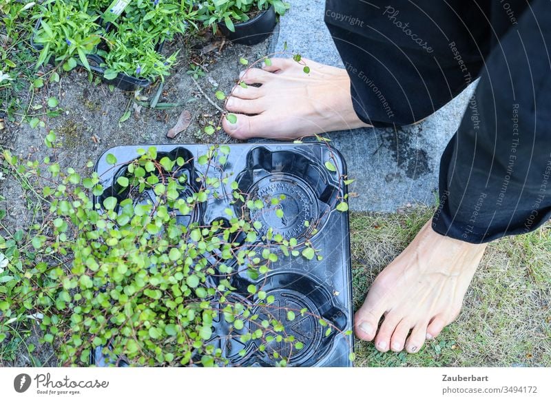 Bodendecker Pflanze Mühlenbeckia in Plastikschale neben zwei Füßen barfuß im Garten Grünpflanze Schale Fuß nackt Zehen einpflanzen Gartenarbeit Gärtner