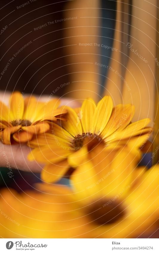 Gelbe orangene Blüten der Kapmargerite in warmen Licht mit viel Unschärfe; Kapkörbchen kapmargerite Blumen sommerlich farbenfroh Tag dekorativ Menschenleer