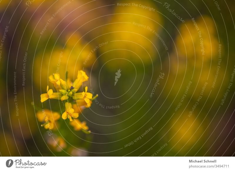 Gelbe Blüten und ein kleiner Rüsselkäfer Blume gelb Frühling Käfer Schwache Tiefenschärfe Makroaufnahme Nahaufnahme Menschenleer Farbfoto Pflanze Natur