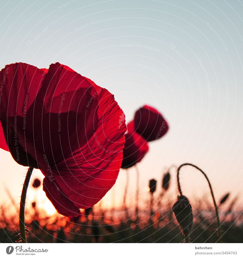 mohnliebe Mohnblume Abend Landschaft Mohnblüte mohnblumen Blume Blüte blühen duftend Duft Sommer Frühling Gegenlicht Sonnenuntergang Sonnenlicht Feld Wiese