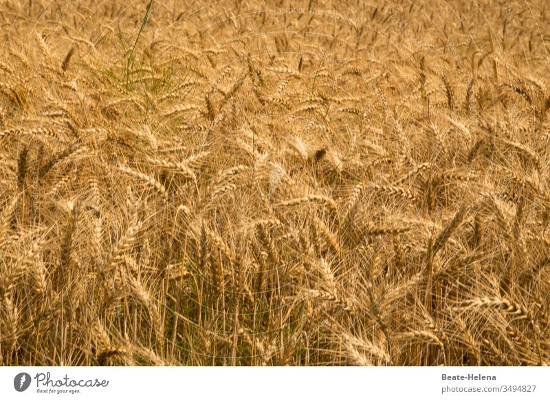 Erntereif Ähren Weizenfeld Feld Landwirtschaft Getreide Nutzpflanze Kornfeld Ackerbau Sommer Wachstum Außenaufnahme