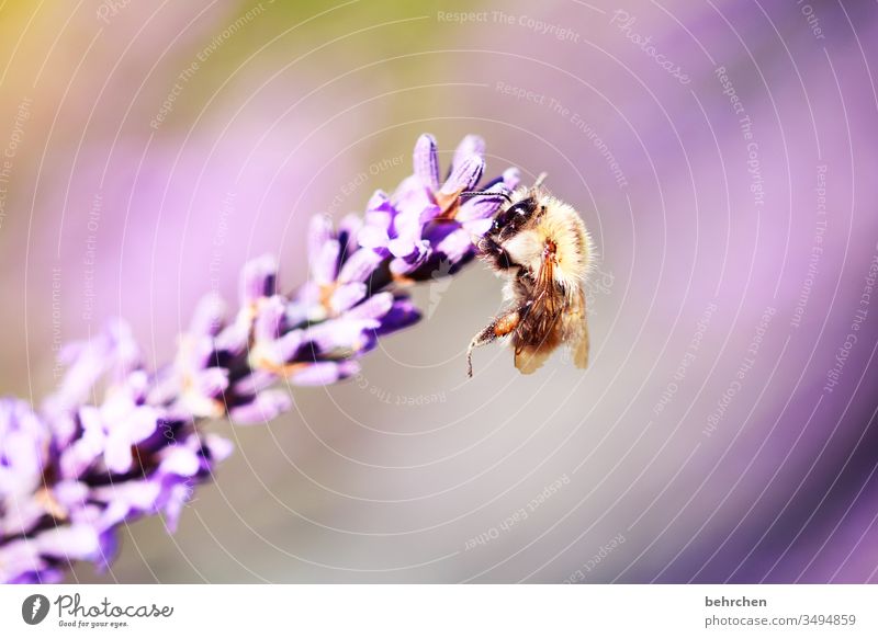 bloß nich hängen lassen Tierporträt Unschärfe Sonnenlicht Kontrast Licht Tag Menschenleer Detailaufnahme Nahaufnahme Außenaufnahme Farbfoto zart Nektar Pollen