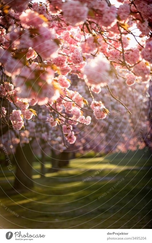 Kirschblüten im Gegenlicht Strukturen & Formen Städtereise Außenaufnahme pink Sehenswürdigkeit Landschaft Licht mehrfarbig Lebensfreude Textfreiraum rechts