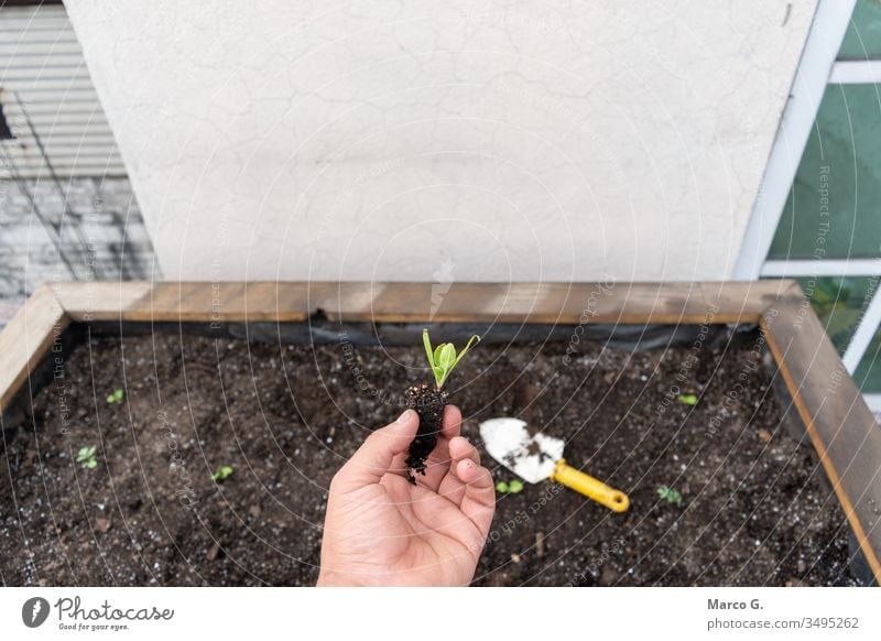 in der Hand haltende wachsende Spinatpflanze Boden Gartenarbeit Leben Natur verschmutzt Schmutz grün Pflanze Wachstum Nahrungskette neu Pflege Land Mitteilung