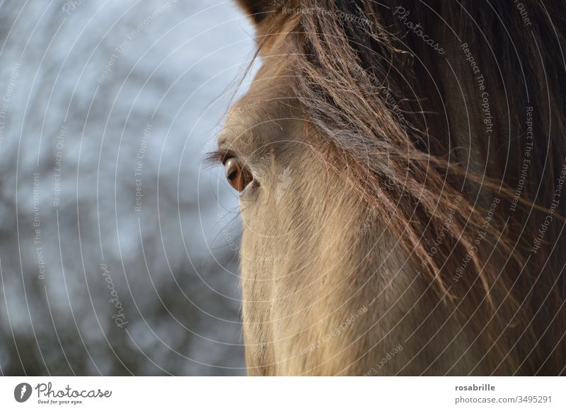 Illusion | Pferdeaugen sehen die Welt anders als wir sie sehen Auge Nahaufnahme Detail Tier Haustier Reittier Lebewesen Mähne schauen Blick Optik optisch