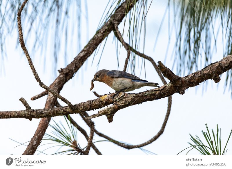 Wurm im Maul, ein Weibchen des östlichen Blauvogels Sialia sialia sialis sitzt auf einem Ast der frühe Vogel bekommt den Wurm essen Insekt Wanze blauer Vogel