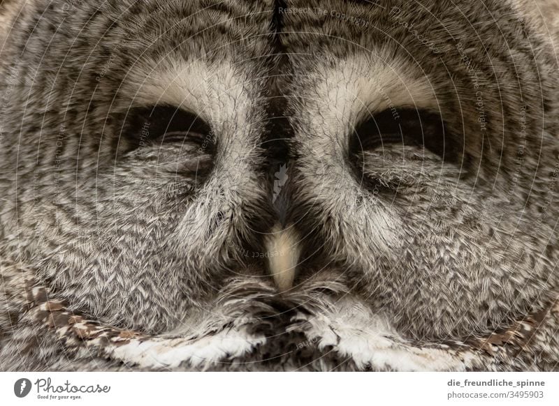 Schlafende Eule Eulenvogel Ein Lizenzfreies Stock Foto Von Photocase