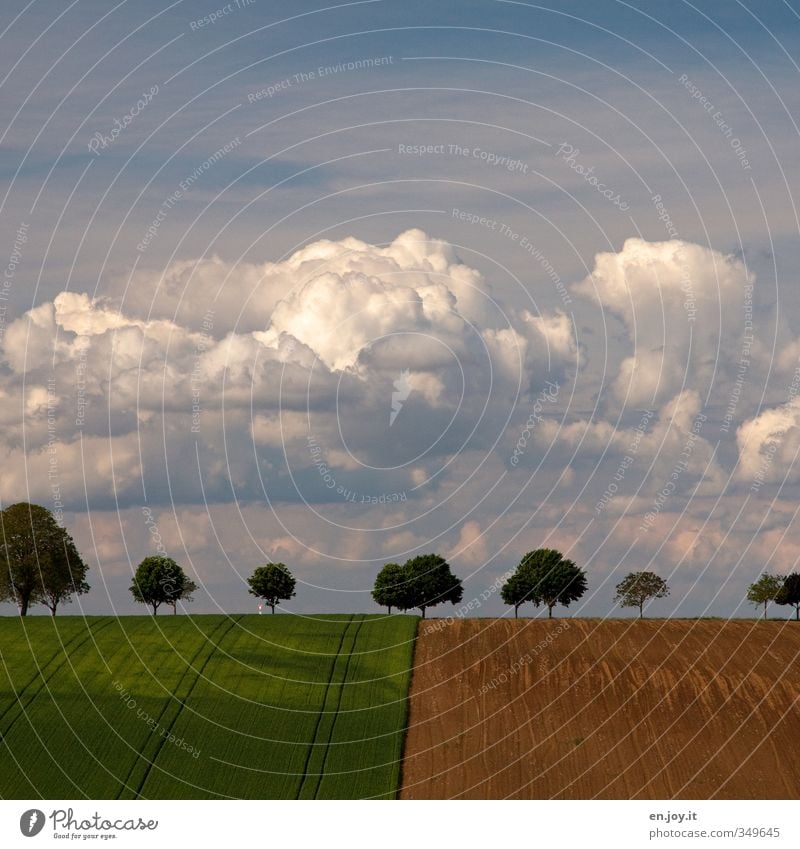 Farmer Style Landwirtschaft Forstwirtschaft Umwelt Landschaft Pflanze Erde Himmel Wolken Klima Klimawandel Wetter Schönes Wetter Baum Nutzpflanze Feld Wachstum
