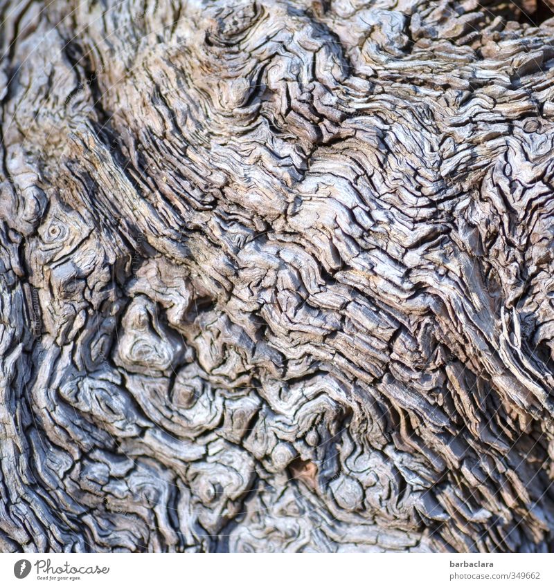Labyrinth Natur Pflanze Baum Baumwurzel Holz Linie alt außergewöhnlich fantastisch natürlich wild grau ästhetisch bizarr Sinnesorgane Vergänglichkeit Irritation