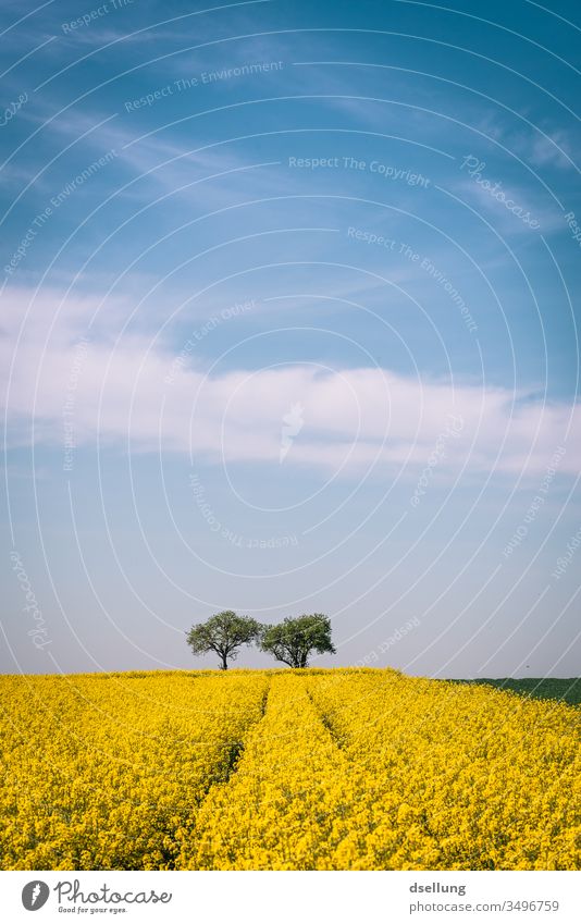 Ein Rapsfeld und zwei Bäume unter einem blauen Himmel mit leichten Wolken gelb Feld Felder blauer Himmel Frühling Natur Landschaft Landwirtschaft Pflanze