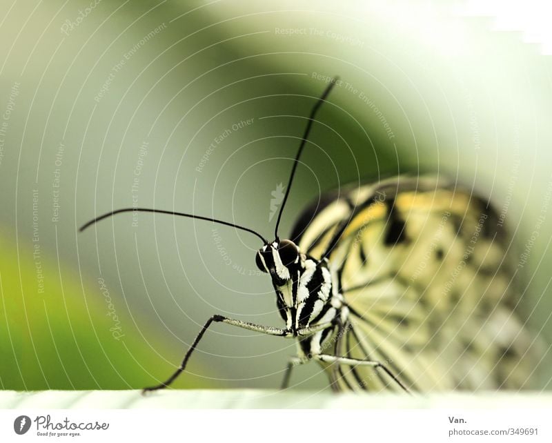 Baumnymphe Natur Tier Wildtier Schmetterling Fühler 1 gelb grün weiß Farbfoto mehrfarbig Außenaufnahme Nahaufnahme Makroaufnahme Menschenleer Textfreiraum oben