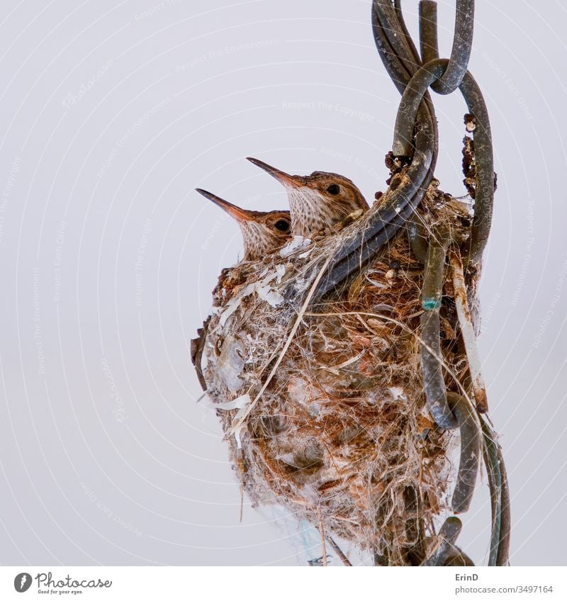 Kolibri-Baby-Paar im Nest aus nächster Nähe Kolibris Jungvogel Vogel wild Tier Tiere Tierwelt Babys jung jugendlich Geschwister Schnäbel Federn Auge