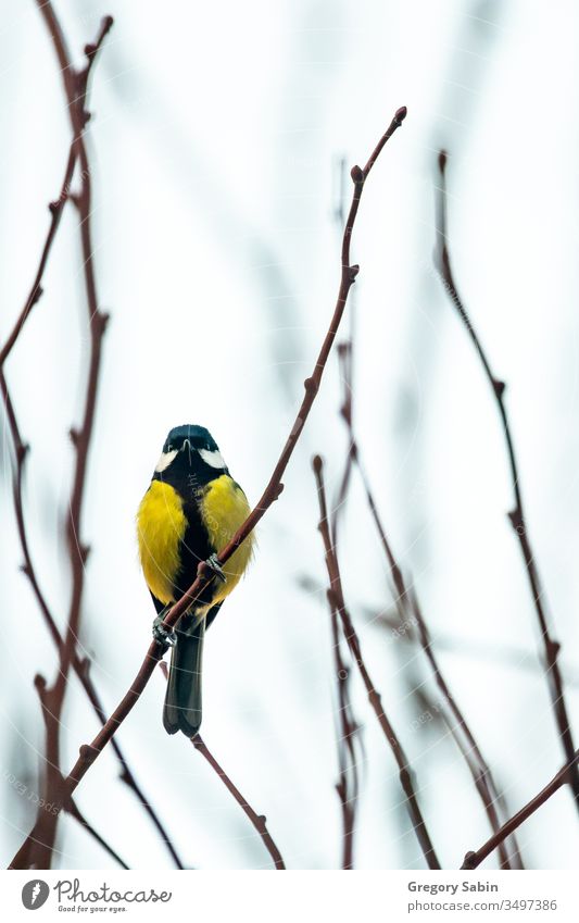 Gelber Vogel auf einem Zweig Vögel gelb Tierwelt Italien