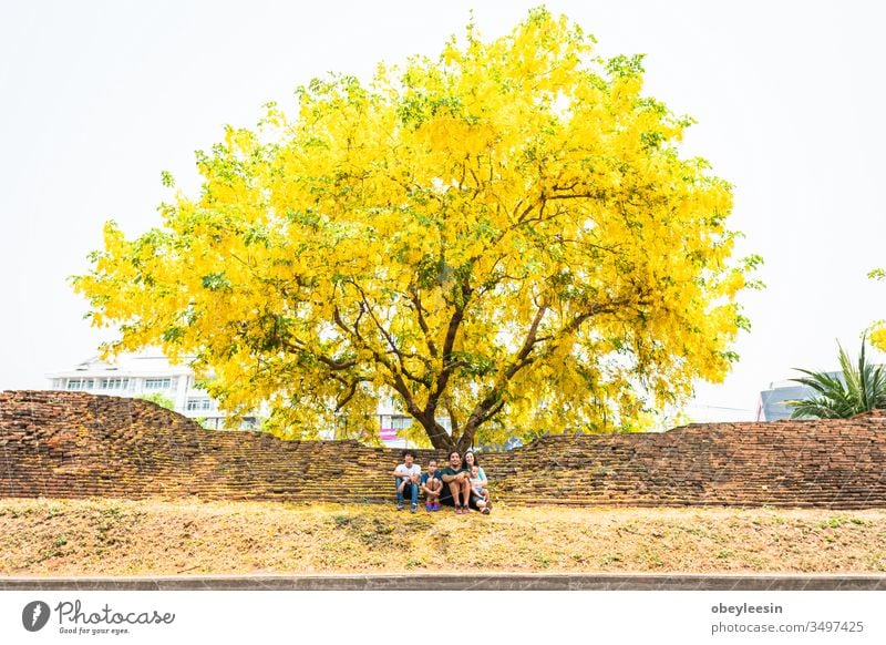 Familie sitzt unter einem riesigen gelben Handroanthus-Chrysanthus-Baum in voller Blüte Silhouette Erwachsener männlich Rücken MEER Papi Gesundheit Umarmung
