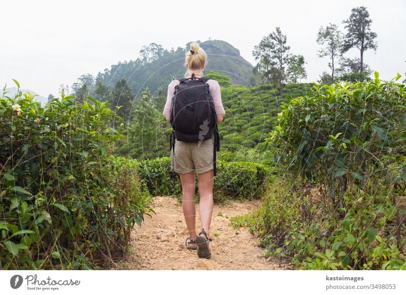 Weibliche Touristin genießt die schöne Natur der Teeplantagen, Sri Lanka. Abenteuer Frau frei Trekking reisen Schonung Landschaft Bahn Person Sommer asiatisch