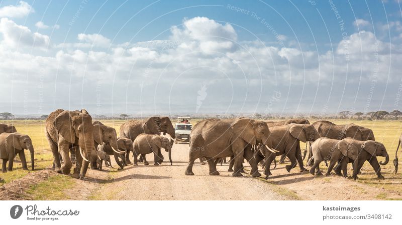 Eine Herde großer, wilder Elefanten überquert eine unbefestigte Straße im Amboseli-Nationalpark in Kenia. Safari reisen Afrika Tierwelt Afrikanisch Familie