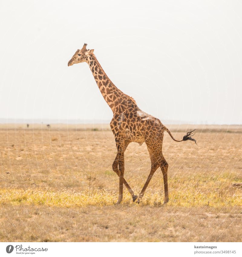 Einzelgänger-Giraffe im Amboseli-Nationalpark, Kenia. Afrika Tier wild Afrikanisch Säugetier Natur eine Safari Tierwelt Tourismus Masai Park Savanne allein