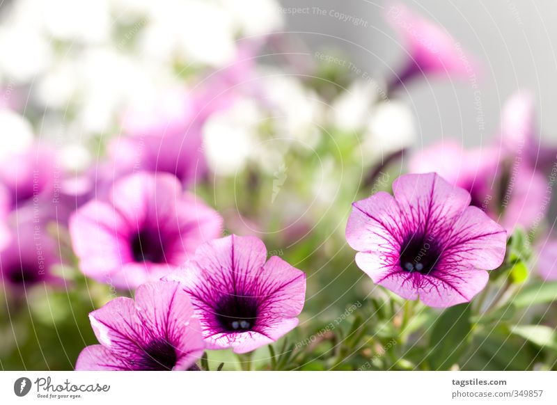 BLÜMSCHE Blume rosa Pflanze Tiefenschärfe Gartenbau landschaftsbau Garten- und Landschaftsbau Gärtner Gartenarbeit Sonnenlicht Sonnenstrahlen Wärme weich