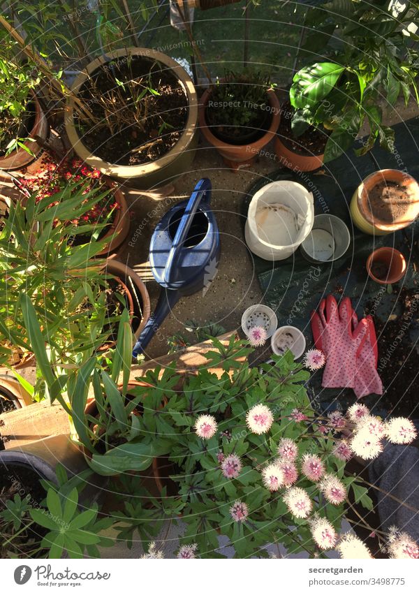 Tag der Arbeit. Balkon Balkonpflanze Gartenarbeit Erde schaufeln Handschuh Gartenarbeit machen Gärtner Pflanzen Tontopf rosa sonnig grün braun Terrakotta