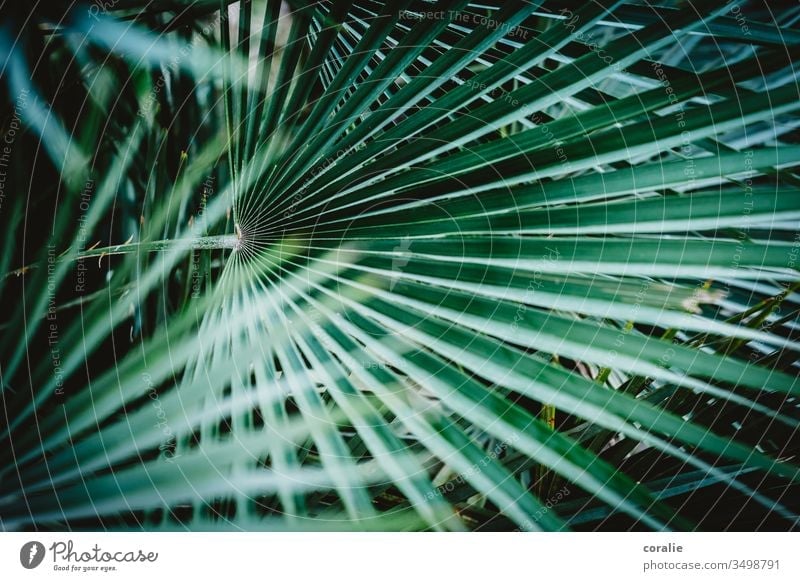 Palmenwedel Palmendach verdeckt exotisch tropisch Tropischer Garten Pflanze Natur Blatt grün Urwald Farbfoto Baum Sommer natürlich Außenaufnahme