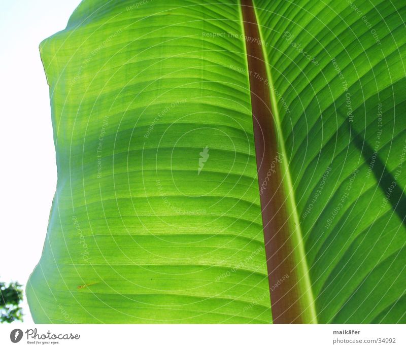 Bananenblatt Blatt Licht durchsichtig grün braun Lichtspiel Sommer Ferien & Urlaub & Reisen Palme Bananenpflanze Sonne Schatten