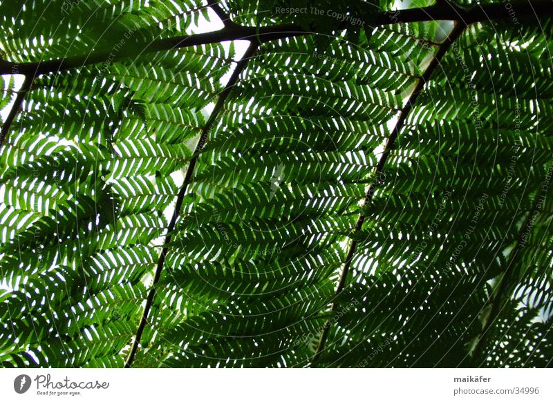 Urwüchsiges Blätterdach Baum Palme Licht durchsichtig grün braun Lichtspiel Sommer Ferien & Urlaub & Reisen Echte Farne Sonne Schatten Palmenhaus