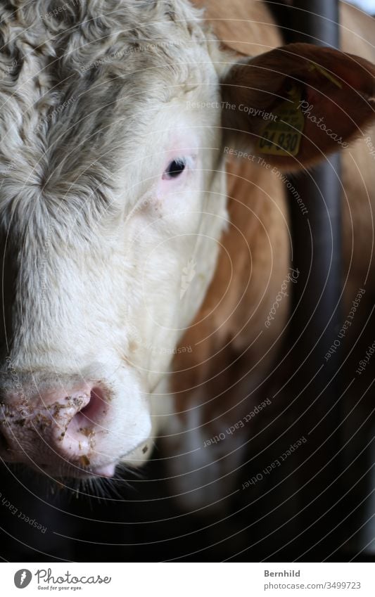Rindfleisch schaut Sie direkt an. Rinderhaltung Tiergesicht Tierporträt Bullenhaltung Nutztier Scheune Viehhaltung Viehbestand Viehzucht Tierliebe Farbfoto