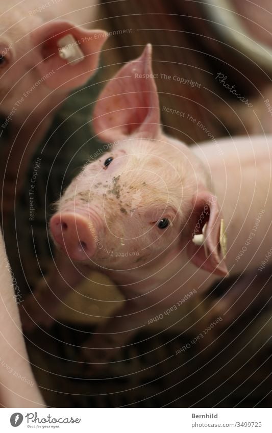 Ferkel schaut einem direkt an. Schweinekopf Schweineohr Tierporträt Tierjunges rosa Schweinschnauze Schweinestall Tierliebe Tiergesicht Tierzucht Nutztier Glück