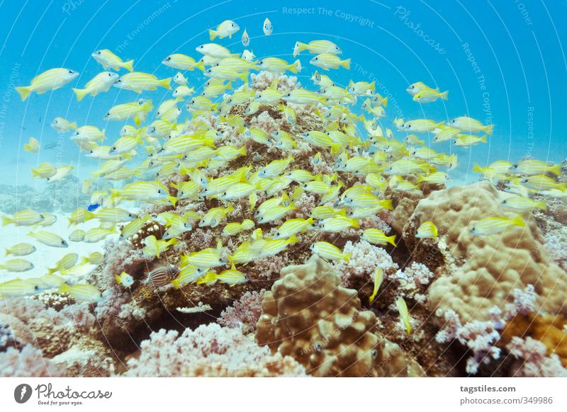FIIISCHIIIIIIIIEE... ! Blaustreifen-Schnapper Makrele Mauritius tauchen Fisch Fischschwarm Schwarm Unterwasseraufnahme Riff Meer Meeresfauna Lion´s reef