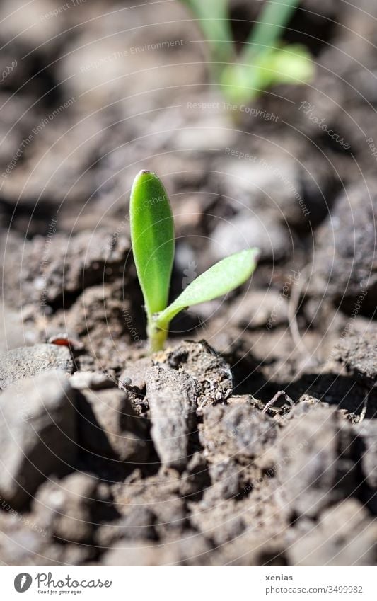 der kleine Keimling brach hoffnungsvoll aus der Erde und stand fortan in der gnadenlosen Sonne Mutterboden Pflanze Hoffnung Landwirtschaft Ackerbau Wachstum